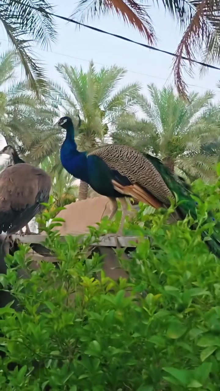 زوج طاوس للبيع بحاله جيده العنوان بابل محاويل للإستفسار ***********
