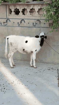 حوليه ربط • حديثه • حقلانيه