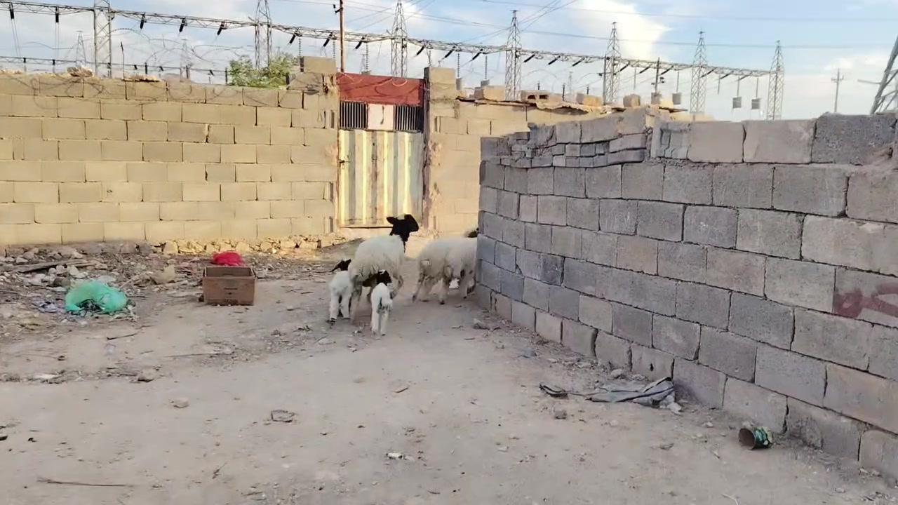 🌷 بسم الله الرحمن الرحيم ❤
🌷 متاح زوج نعاج توامات وحده وراه فطايم وذيج طلي وفطيمه ❤
🌷وحده بعده اول بطن ماشالله عليه ولاد20 يوم طيبه ❤
🌷وثانيه ام ثالث او رابع بطن بناته بكده يتذبحن سمان ❤
🌷شرط نصاح سن وشطر وعلاكل عيب ❤
🌷صور سنهن بلمنشور /////صور سنهن بلمنشور ❤
🌷 اخوان ذن سعر زوج درج ب مليون و 375 «1375»❤
🌷مكان حديثه حي العسكري ❤
🌷ليريدهن يتصل او يراسلني خاص *********** ❤
