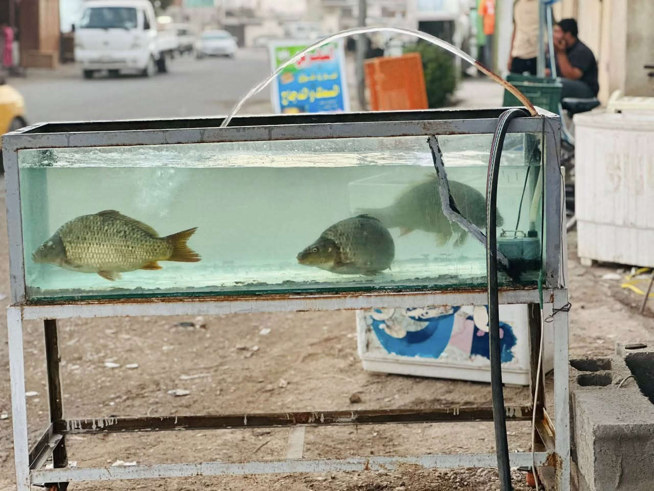 محل للبيع
السلام عليكم يوجد محل شوي سمك +دجاج للبيع كامل جاهز للعمل شغلة درجة اولى ابيع كامل المكان اللطيفيه حي المزرعة مقابل محطه وقود المزرعه ستفسار اتصل او وتساب ***********
