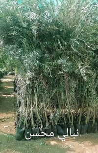 زيتون نبالي • زيتون بلدي رومي • توصيل مجاني