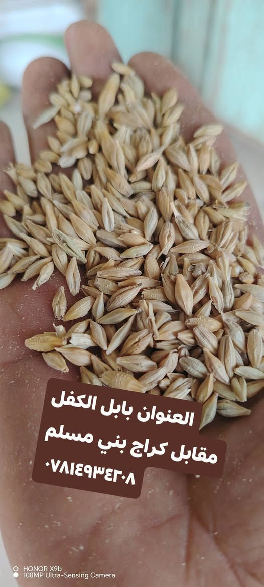 السلام عليكم ورحمة الله وبركاته

يعلن مكتب علي العيساوي 🏢 🏢

عن استيراد كميات من ##الشعير

المستورد الروسي العلفي

يستخدم في الطحن افظل بكثير من باقي

أنواع العلف

جمله ## ###مفرد

التوصيل مجاني 🆓 جميع المحافظات

العنوان بابل الكفل مقابل كراج بني مسلم

***********
*********** كرارالعيساوي
