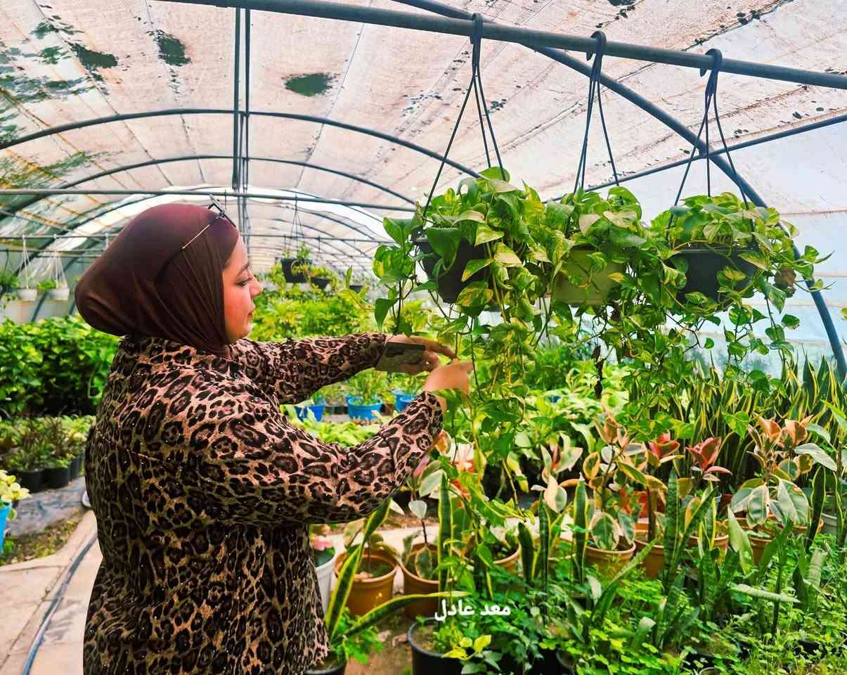 تعلن دائرة المنتزهات والتشجير عن بدء العمل بمنفذ البيع المباشر للمواطنين خلال الفترة المسائية في (مشتل الزهور) الواقع في منطقة زيونة/مقابل دائرة جوازات زيونة 
وسوف يكون الدوام يوميا بنظام صباحي ومسائي من الساعة 8:00 صباحا ولغاية الساعة 7:00 مساءا .
يوفر المشتل مجموعة متنوعة من النباتات الخارجية والنباتات الداخلية (الظليات) بأسعار مدعومة ومخفضة ، في خطوة تهدف إلى دعم التشجير وتعزيز المساحات الخضراء. 
🌱 اغتنم الفرصة وابدأ بزراعة الجمال في محيطك .


**إذا كنت صاحب هذا الإعلان وتريد حذفه لأي سبب، رجاءا أرسل رسالة إلى الدعم الفني**