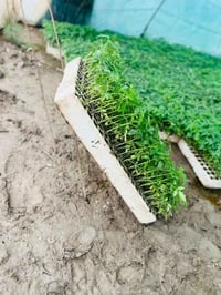 دايات فلفل حار وبارد (مودستو) باذنجان( سوري وعبد اسود) وطماطه (فتون ) ...