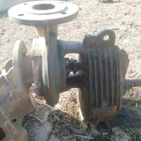 خنزيرة البيع 07772485793