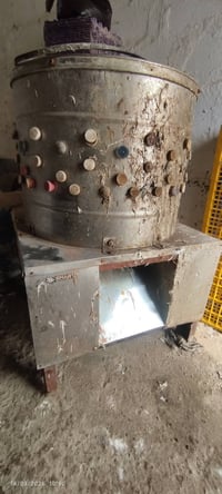 هلاسة دجاج • حجم كبير