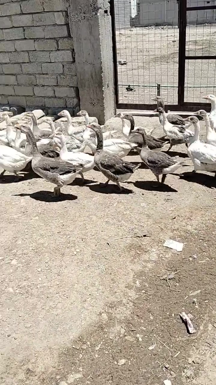 ***********
