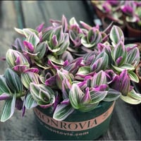 نباتات ظلية • نباتات خارجية • توصيل الموصل