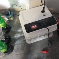 فقاسة ١٥ بيضة • تقليب أوتوماتيك • عاكس وبطارية