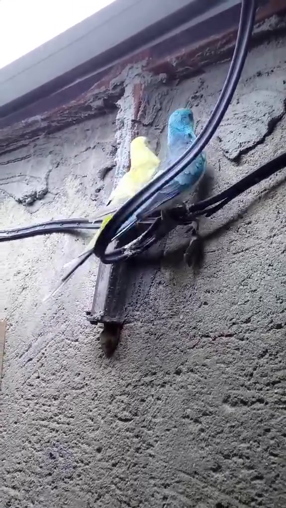 السلام عليكم متاح تفاصيل بالتعليقات


**إذا كنت صاحب هذا الإعلان وتريد حذفه لأي سبب، رجاءا أرسل رسالة إلى الدعم الفني**