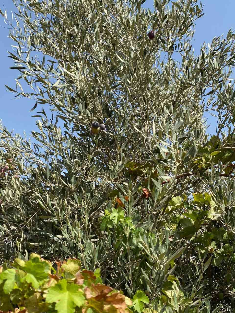 بستان ٣،دونم  طابو زراعي سند ٢٥ مغروسه انواع الفواكه ( تين ،عنب ،تفاح ،نخيل ) فيها بئر ماء صالح للشرب و منظومة سقي 
كافة الخدمات متوفره ماء وكهرباء 
تباع كلها او دونم واحد 
#منطقة_هوى_الشام_قبل_الدبله 
تبعد عن الطريق الداخلي للمنطقه 700متر
للاستفسار ***********
