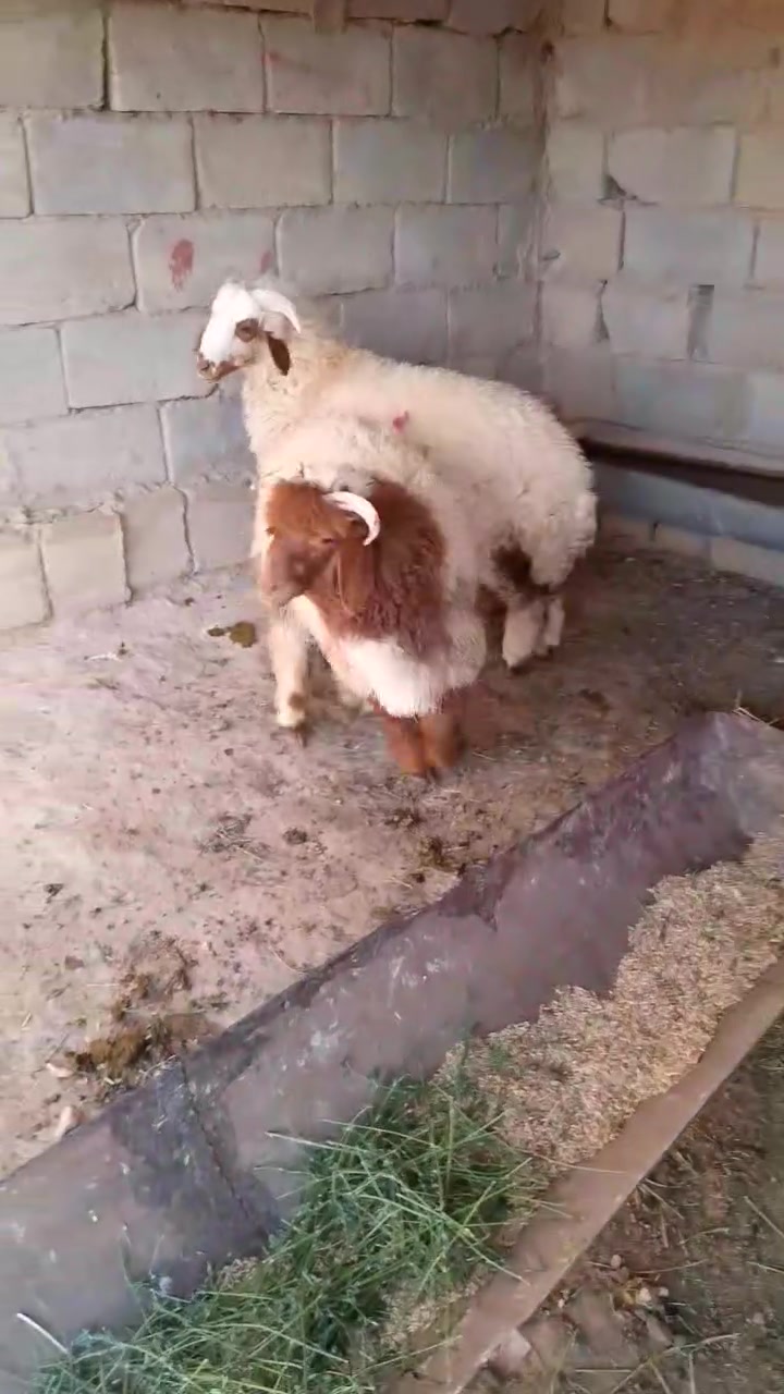 سلام عليكم متاح خرفان رقم واحد لعدد٢لرقم مبايل ***********
