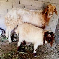 مطفل • ذكر • الشطره