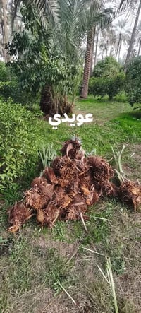 فسايل عويدي عمراني زهدي 07734034320