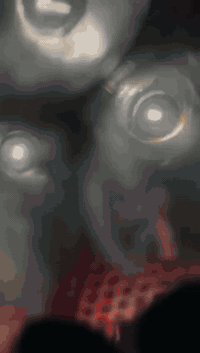 ستوت • مرقمه • كرمت بني سعيد