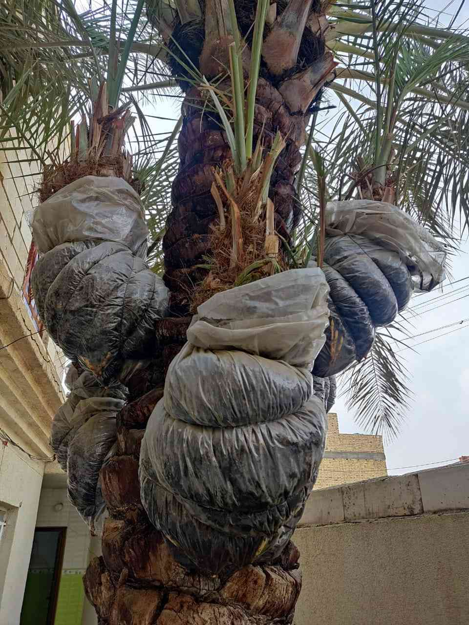 سلام عليكم 
يوجد خمس فسائل نوع مكتوم درجه اولى حجم دبه غاز مجذرات بأمهن كما موضح بالصور  علما الفسائل كلهن حمالات  لسنتين بأمهن 
سعر الفسيل 75 الف البيع كلهن سوه .
تريد تقلعهن هسه جاهزات تريد وقت الرطب تتأكد من حمل الام بكيفك 
المكان سوق الشيوخ
***********
