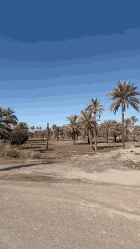 الدورة بغداد • عرب جبور • مزرعة الشفيق