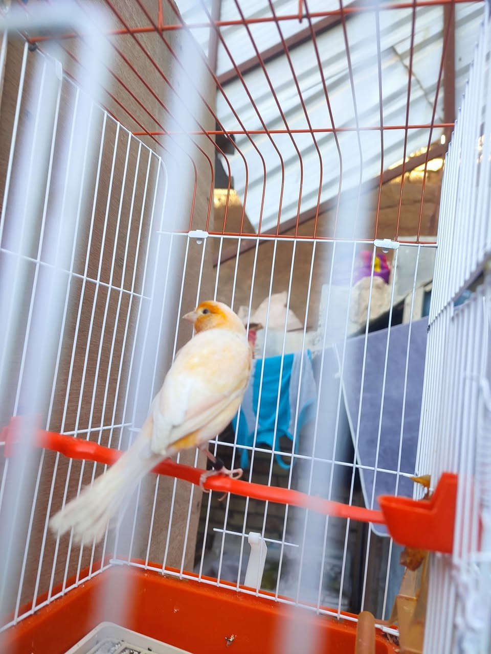 متاح كناري شيرازي فول فول سعره  ب55معه القفص مكان العمارة حي جمعيات رقم *********** يوجد توصيل
