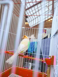 كناري شيرازي • معه قفص • توصيل