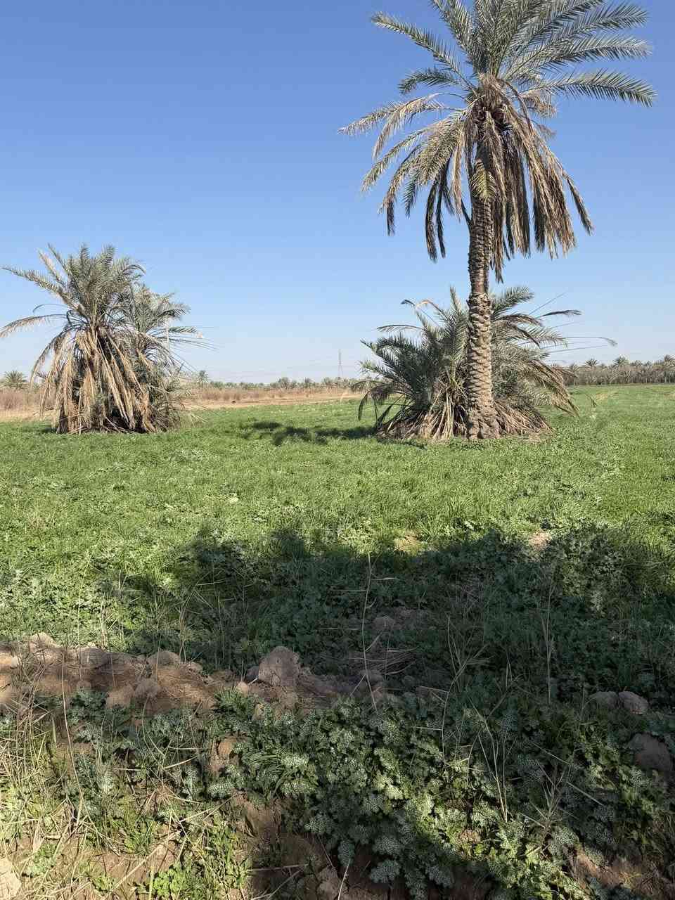 السلام عليكم بغداد الراشدية اثنين دوانم وانص  السعر الدونم واحد سعرها 65بية مجال
واجها 25نزال 250

سند25طابو 

سندد25حق التصرف افتح بيان واحول ابسمك 

ماي ساله ماي سكي واكهرباء 

الاستفسار ***********

— في ‏بساتين الراشديه‏.
