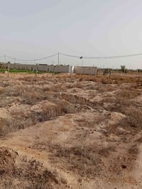 عمود ١٩٥ • دونم • أرض