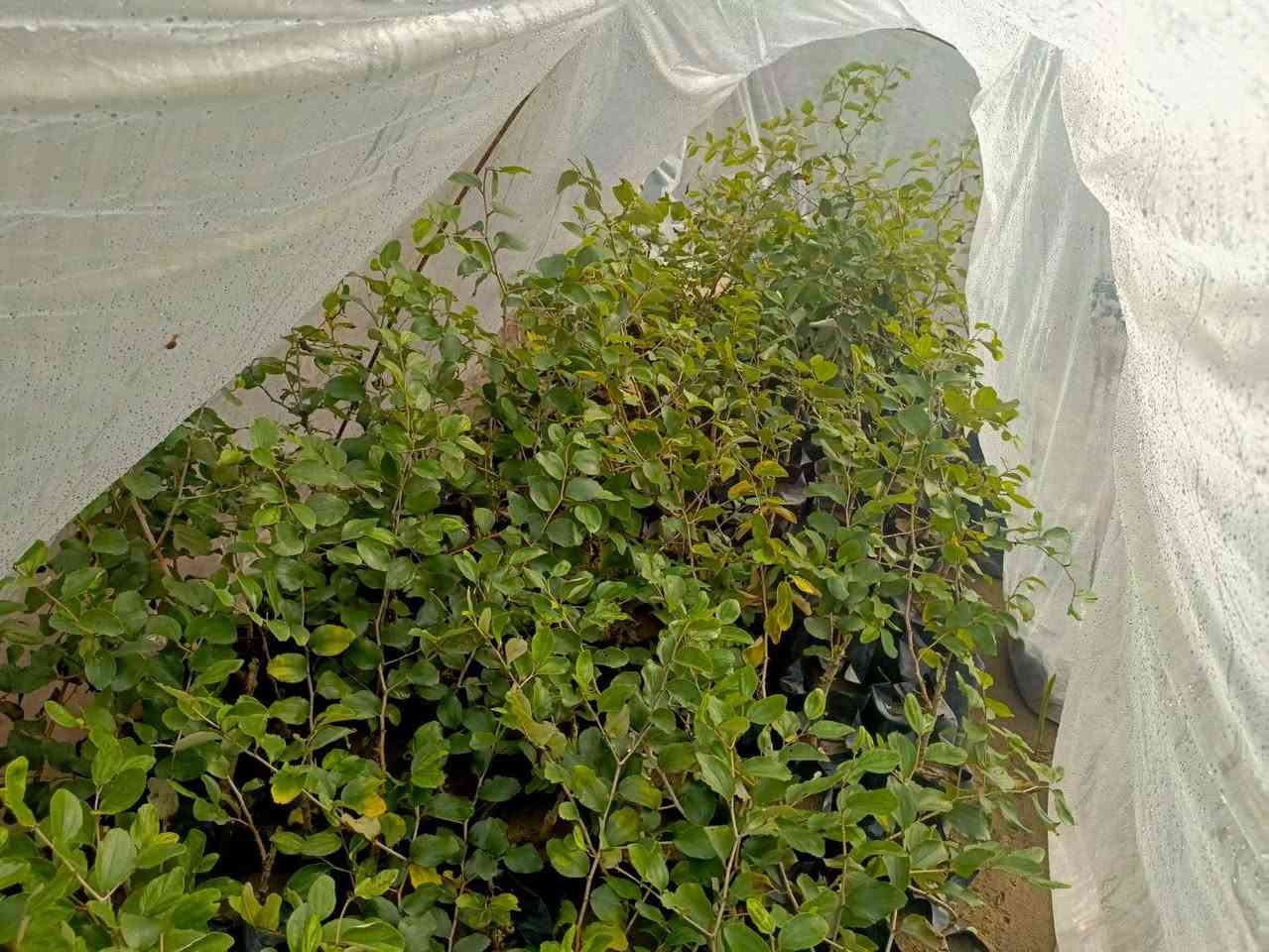 نبك تفاحي جملة بصراوي وتايلندي الرقم ***********
