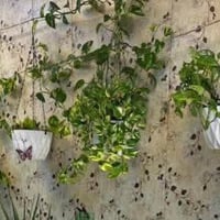 🪴🎉🎊سندانه سقي الذاتي ضد لكسر🎉🎊 💐 مع زنجيل حديد قوي جدا💐 🎉🎊٢ با ٥ الف🎊💐...