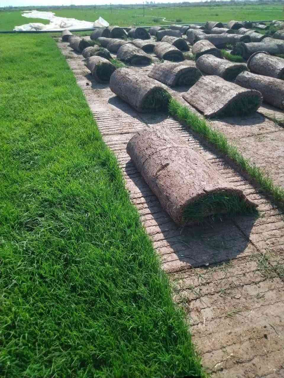 متوفر ثيل هندي ***********
