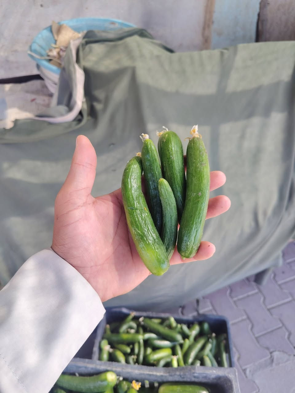 السلام عليكم
مسواگ جديد
خيار الحويجة رقم واحد مال طرشي ٧٥٠
طماطة ٣ اب الف.
رگي شرط ٣ اب الف

مقابيل السقيفة


**إذا كنت صاحب هذا الإعلان وتريد حذفه لأي سبب، رجاءا أرسل رسالة إلى الدعم الفني**