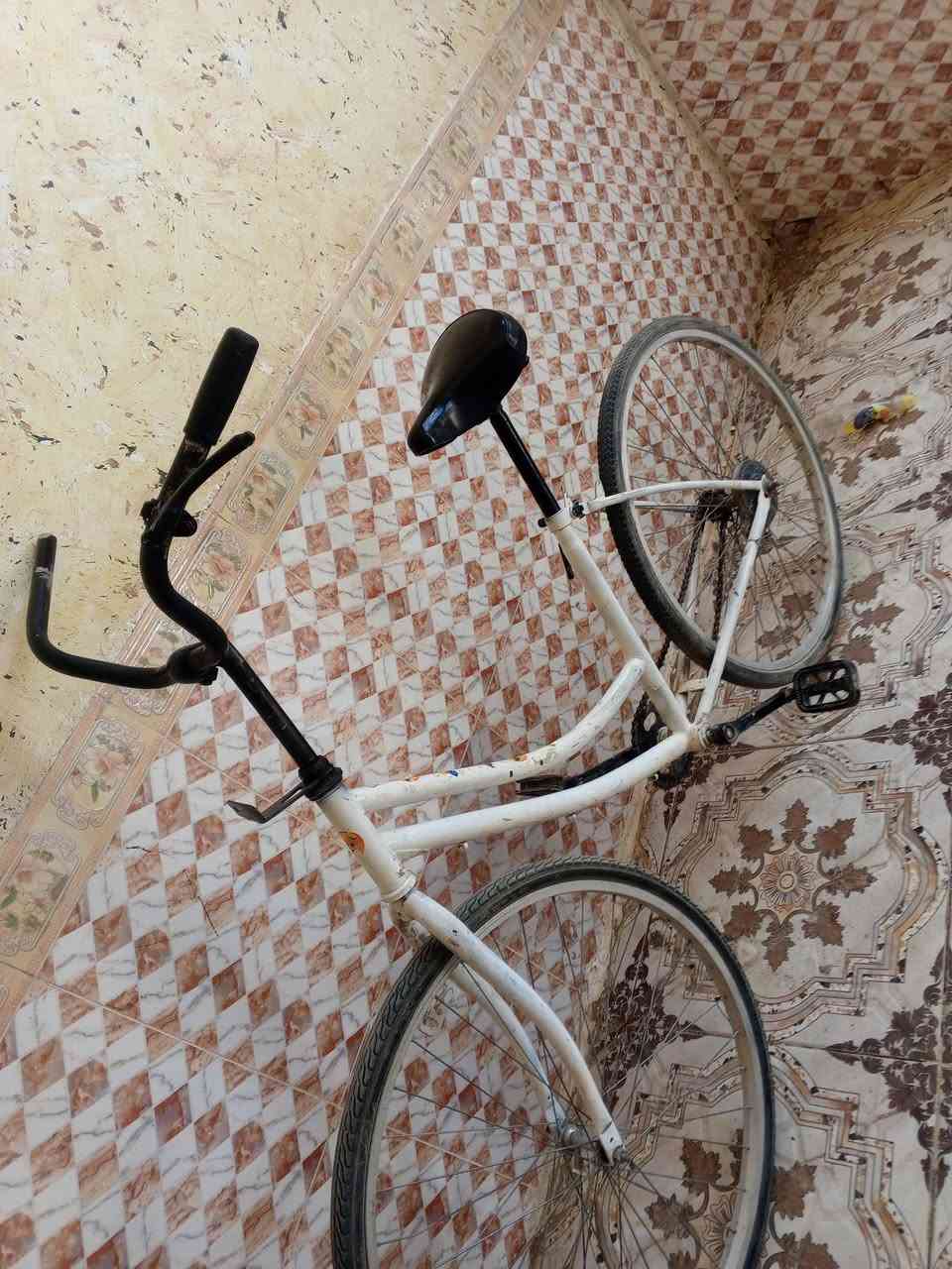 باسكل. لبيع سعر 40 حجم 26مكان حاوي العباس


**إذا كنت صاحب هذا الإعلان وتريد حذفه لأي سبب، رجاءا أرسل رسالة إلى الدعم الفني**