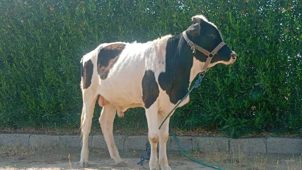 بسم ألله ما شاء الله
حولي هولشتاين مال ربط خشن فول 
عمر سنه و 4 اشهر عملاق مال بيت 
نصاحه اجل شرب على كل عيب 
وين الرباطه اليدورون حلال فول يسوه تعب 
المكان ناحية الزاب قريه اصبيح تحتاني 
الاتصال ***********
موجود توصيل حسب الاتفاق 
ما تعرف قيمه الحلال لا تعلق وتكسر مال العالم يرحم والديك
