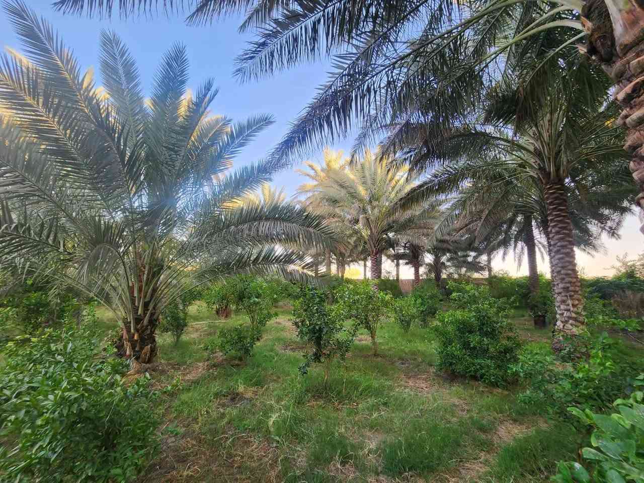 سلام عليكم ارض زراعي  على طريق كربلا طويريج مجاور للمعهد الفني  مطله على ٣مدارس ابتدائيه متوسطه اعدادي خدمات المساحه دونم على أربع شوارع
طابو زراعي بيهه بستان وتكدر سويهه مزرعه مكان يخبل  تحتوي على رفت بمساحه ٣٠٠متر  للتواصل، ***********
