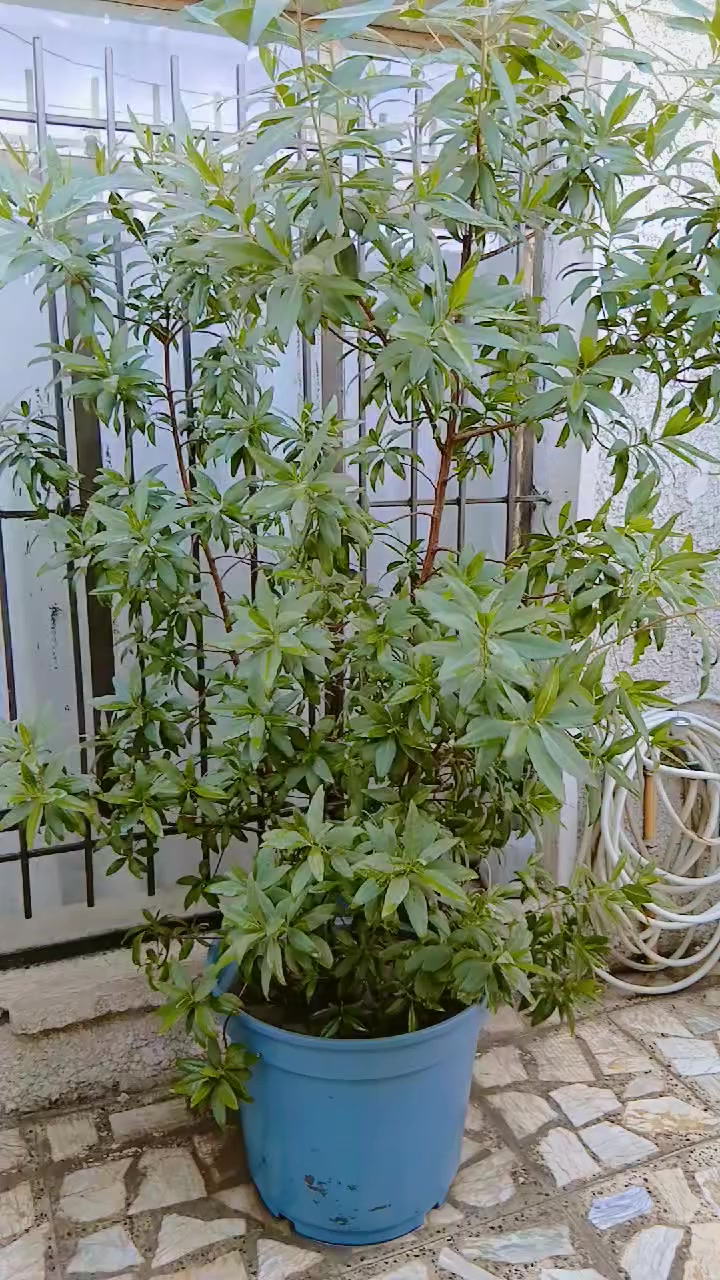 السلام عليكم نباتات للبيع اريد انتقل مكان اصغر واريد ابيعهم الكبيره ب 20 وبيها مجال والوسط الوحده ب10 والصغار الوحده ب6 والصبار ب10 المكان الامين الثانيه


**إذا كنت صاحب هذا الإعلان وتريد حذفه لأي سبب، رجاءا أرسل رسالة إلى الدعم الفني**