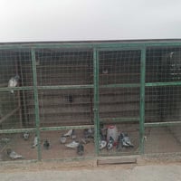 واجهيه تلث امتار ونص وصفاحيه وشخاط وسندويش سكف اربع امتار لا ربع 150ال...