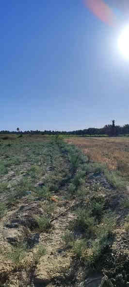 ارض للبيع طابو زراعي سند 25 المساحة 3 دونم الواجهة 72م النزال 125م في أبي غرق ، مقابل أراضي ٱلبو ثويني على بزل المالح مباشرةً صالحة للزراعة والسكن. سعر الدونم الواحد 48 مليون وبيه مجال للشراي.. للاستفسار الاتصال على الارقام التاليه:-
***********
***********  واتس ٱب
