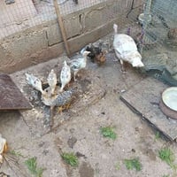 فسيفسه • ٨ أفراخ • شهرين
