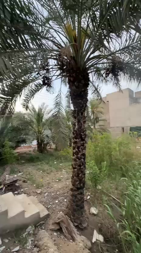 بستان للبيع 925 م سهم بطابو
للأستفسار اكثر 

***********
