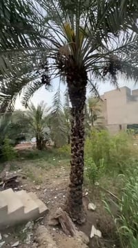 بستان • ٩٢٥م • البصرة أبو الخصيب