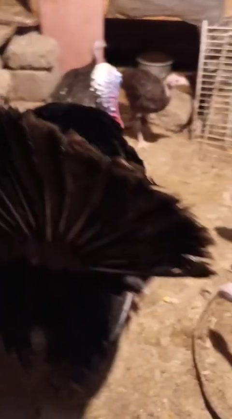 مكلف بالنشر
1.دجاجه عرب وراها اربع افراخ كبار شلوحي 

2.دجاجه وراها 12 فراخ زغار وثنين افراخ فسيفس زغار

3.فسيفسات سبع مخاليف ثنين كبار 

المكان البصرة المدينة بني منصور الحوش الشراي حياه يتصل أو يراسل وتساب على هذا الرقم صاحب الحلال ‏‪7716478544‬

ستار البصراوي


**إذا كنت صاحب هذا الإعلان وتريد حذفه لأي سبب، رجاءا أرسل رسالة إلى الدعم الفني**