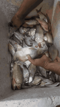 يا الله علئ بركت الله وجبه جديده خير من الله 
زوري 
شأنك 
كارب 
كطان وشبوط 
سمتي 
حمري 
غريبه خشنه
كله صيد جديد 
مكان بغداد الراشديه مقابل لكهرباء 
***********
