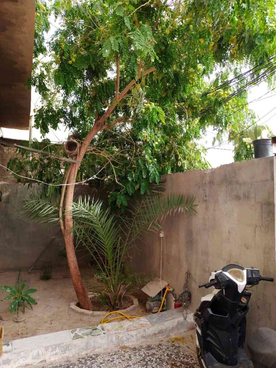 دار مساحه 200متر بناء نضيف اساس وسقف صب كونكريت مركزي سيراميك بورسلين كرانيت يحتوي على ثلاث غرف نوم صاله مطبخ استقبال مجموعه صحيه داخلي وخارجي موقع مميز قريب شارع 60 زراعي حي ميسان استفسار اكثر ***********السعر 78مع المجال
