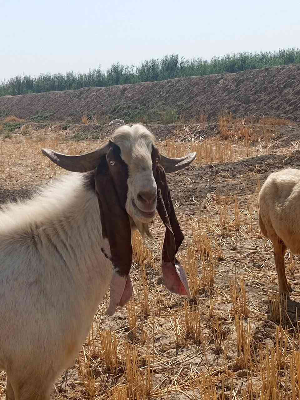 فحل افقاني اللبيع.   ***********
