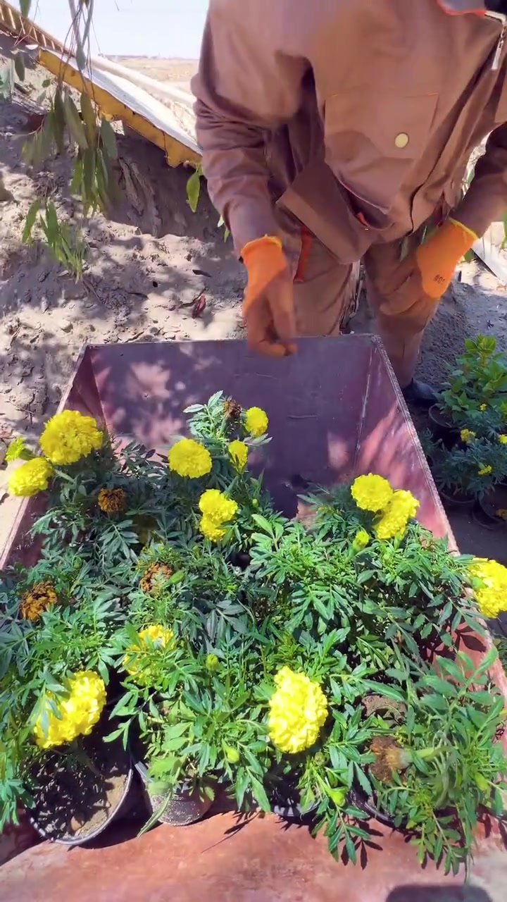 ⭕️ اجعل منزلك أكثر جمالًا.. مشاتل الحزام الأخضر الجنوبي الثاني توفر شتلات متنوعة من الأزهار الموسمية

⭕️العنوان …كربلاء المقدسة شارع الحزام الاخضر قرب تقاطع الدرة واحة رقم 32
للأستفسار:                                                           

***********
***********

#الحزام_الاخضر_الثاني
#العتبة_العباسية_المقدسة
