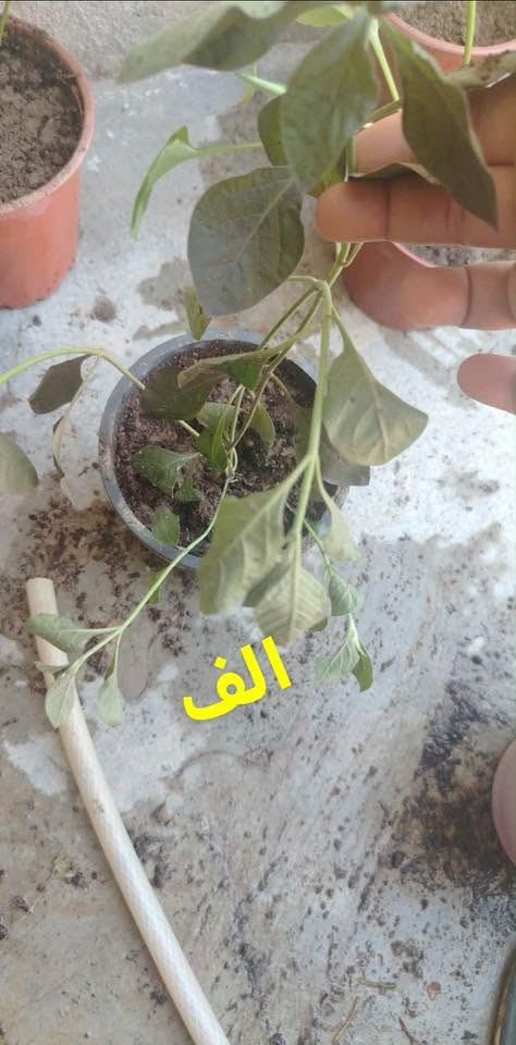 سلام عليكم شتلات البيع كل واحد سعره موجود يريد يخابر رقم توصيل مجاني داخل طوز ***********
