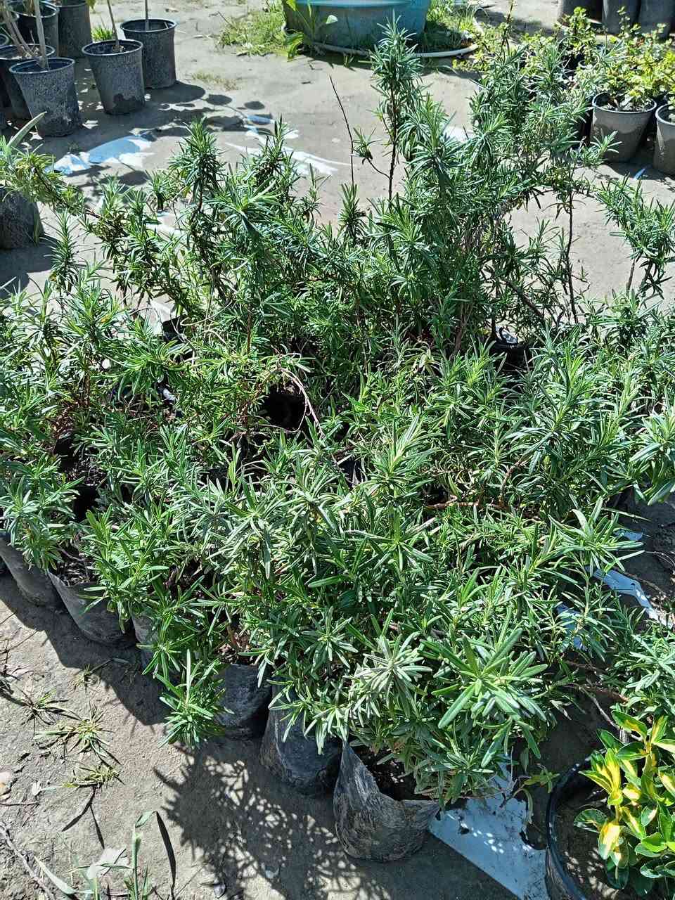 #ياعلي بفضل الله تم وصول وجبه من الحمضيات بأسعار جدا مناسبه للحجز والاستفسار مراسله الصفحه او الاتصال على الرقم التالي :
***********
