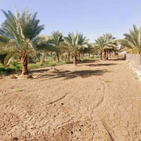 خلف جامعه بابل • طابو زراعي • سند 25