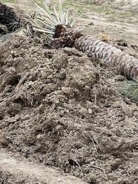 نخل • شتال • الطيفية كيلو 14ا