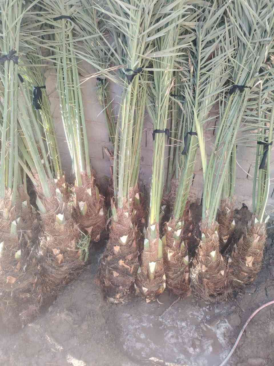 سلام عليكم يوجد فسال برحي مكتومي جبجاب بريم بلكه قرفلي عجوت المدينه عنوان بابل قرب سيطره لآثار ***********
