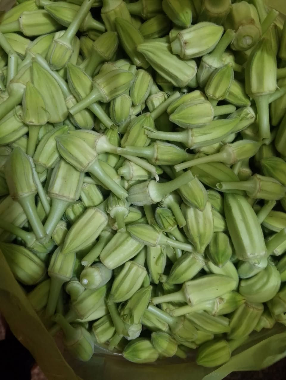اخواني واصدقائي 
حاليا اجهز أصحاب المجمدات   ب الباميا البترا الدرجه الاولى نوع حلقوميه  مال لحم وحسب الصور المرفقة وبسعر مناسب  3500 واذا مو عالمواصفات ونفس المعروضه بالصور مو قبول وهاي انباعة اليوم ف اللي ايريد ايجفف منها يتصل على الرقم حتى احجزله سرا
***********@@
كريم ابو علي
