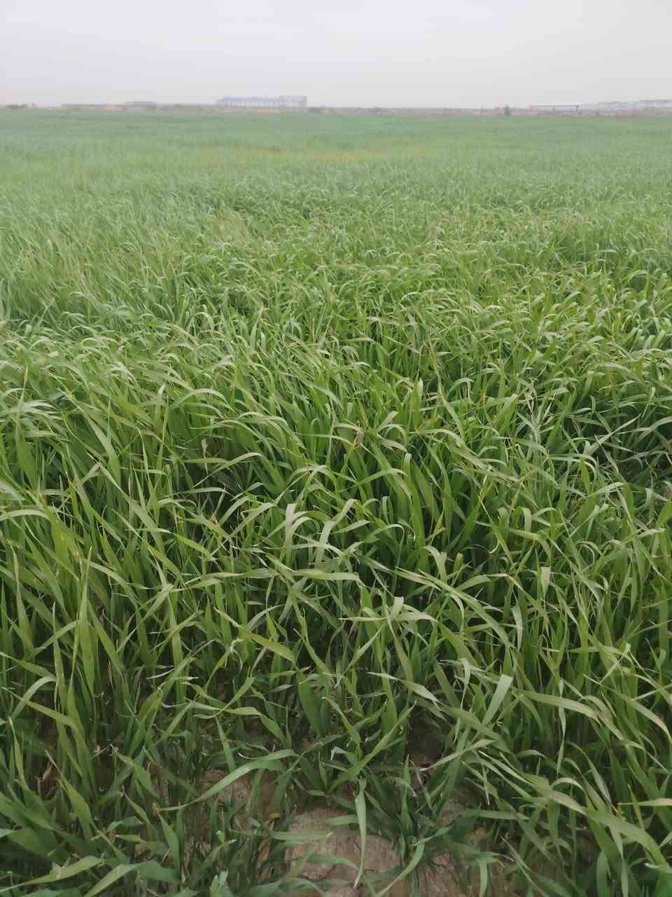 السلام عليكم يوجد زرع اشعير للبيع المساحة خمسه دونم على الشارع بالنجمي ***********
